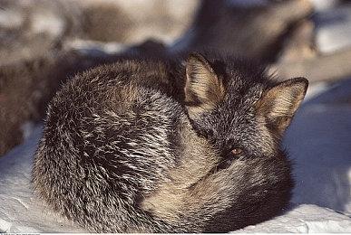 《真女神转生5》新影像、视觉图公布 11月11日上市